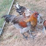 Brugse vechter, Dieren en Toebehoren, Meerdere dieren, Kip