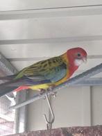 Mooie Rosella pop te koop, Dieren en Toebehoren, Dwergpapegaai of Agapornis, Geringd