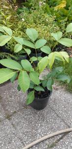 Walnoten boom, Tuin en Terras, Ophalen, Volle zon, Overige soorten, Minder dan 100 cm