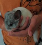 Chinchilla bokjes, Animaux & Accessoires, Rongeurs, Mâle, Chinchilla