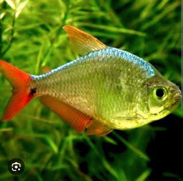 Colombia tetra  beschikbaar voor biedingen