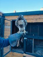 Roodstaartbuizerd van 2025, Dieren en Toebehoren, Vogels | Overige Vogels, Geslacht onbekend, Roofvogel