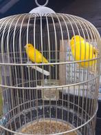 TRÈS BEAUX CANARIS DE COULEUR SIFFLANTE, avec ou sans cage, Plusieurs animaux, Canari chanteur