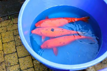 Karachigoi en koi beschikbaar voor biedingen