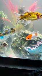 Vis, Dieren en Toebehoren, Vissen | Aquariumvissen, Vis