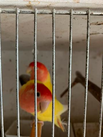 HALF TAM KWEEKKOPPEL DWERGPAPEGAAIKES NU 80 EURO beschikbaar voor biedingen