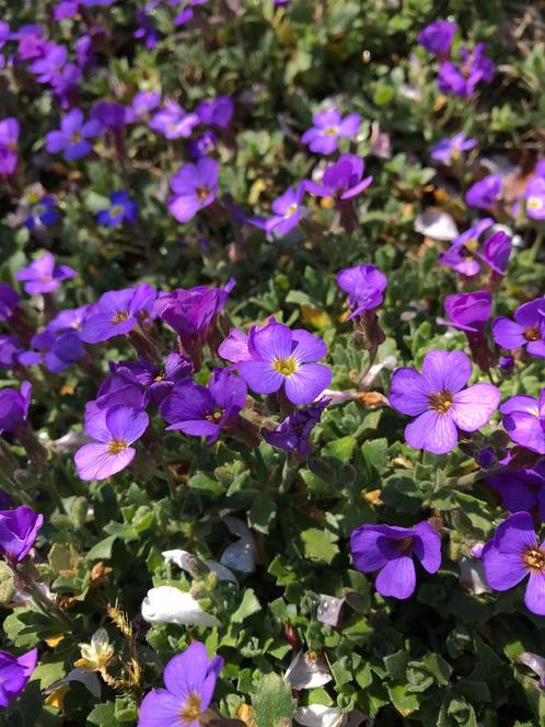 bodembedekker 1,50 per pot, Tuin en Terras, Planten | Tuinplanten, Bodembedekkers, Winter, Ophalen