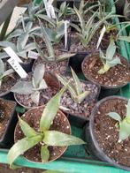 diverse agaven, Tuin en Terras, Planten | Tuinplanten, Ophalen