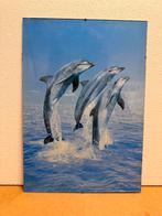 kader dolfijnen, Enlèvement, Comme neuf