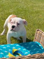 Bulldog teefje, Dieren en Toebehoren, Honden | Bulldogs, Pinschers en Molossers, België, 15 weken tot 1 jaar, CDV (hondenziekte)