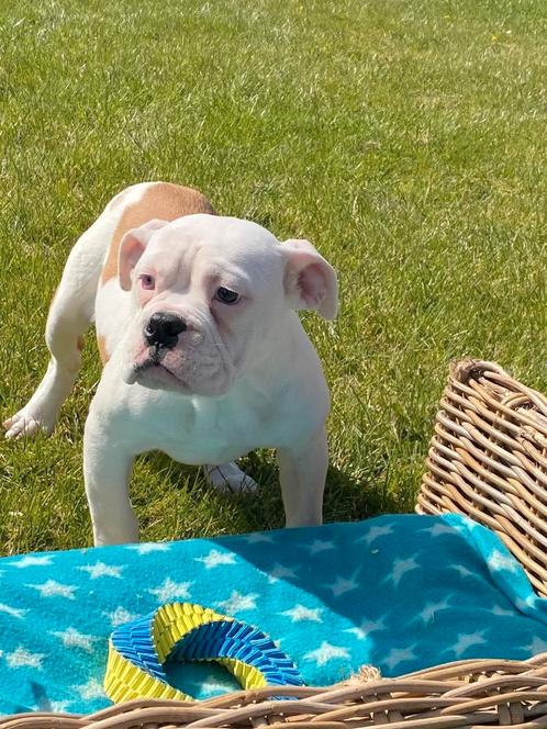 Bulldog teefje, Dieren en Toebehoren, Honden | Bulldogs, Pinschers en Molossers, Teef, Bulldog, Fokker | Professioneel, Eén hond