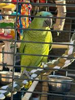 blauwvoorhoofd amazone, Dieren en Toebehoren, Vogels | Parkieten en Papegaaien, Mannelijk, Papegaai, Pratend