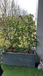 Tuinplanten VIBURNUM TINUS met bak, Tuin en Terras, Ophalen