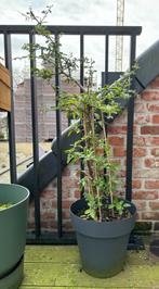 Vuurdoorn + pot, Jardin & Terrasse, Plantes | Arbustes & Haies, 100 à 250 cm, Enlèvement, Autres espèces, Haie