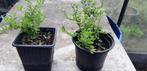 Lonicera, Tuin en Terras, Volle zon, Vaste plant, Bloeit niet, Ophalen