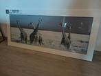 Deco glass - giraffen - Mathilde guillemot, Ophalen, 50 tot 75 cm, Onbekend, 125 cm of meer