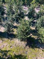 Overstock Taxus baccata 60/80, Tuin en Terras, Ophalen, Taxus, Haag, Minder dan 100 cm