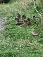 kwakers of roepertjes, Dieren en Toebehoren, Vogels | Overige Vogels