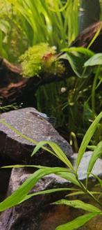 Jonge Kweekgroep Blue dragon guppy's