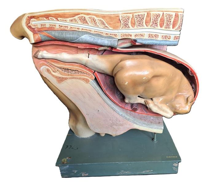 SOMSO anatomisch model koe met kalf Bekkenmodel Koe, Verzamelen, Dierenverzamelingen, Gebruikt, Overige typen, Boerderijdier, Ophalen