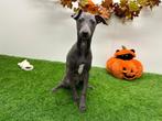 Nestje Italiaanse Windhondjes pups