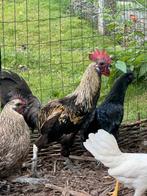 Ayam cemani mix met araucana haan, Dieren en Toebehoren, Mannelijk, Kip