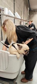 Hondmodellen gezocht, Dieren en Toebehoren, Ophalen