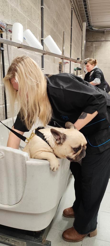 Hondmodellen gezocht, Dieren en Toebehoren, Honden-accessoires, Ophalen