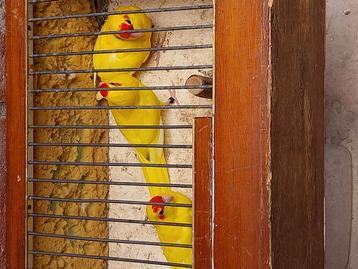 Kakariki, Plusieurs animaux, Perruche, Bagué