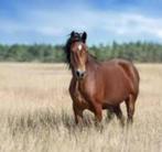 PAARDENMEST THUISGEBRACHT, Tuin en Terras, Ophalen, Mest