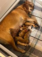 Labrador retriever pups (redfox) met stamboom, België, Fokker | Hobbymatig, Reu, CDV (hondenziekte)
