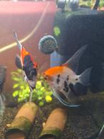 Vissen, Dieren en Toebehoren, Vissen | Aquariumvissen, Vis