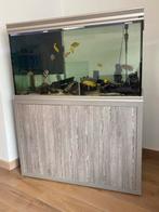 Aquarium met Cichliden te koop, Gebruikt, Ophalen, Gevuld zoetwateraquarium