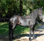 Zoon Maestro te koop, Arabo-Fries, Dieren en Toebehoren, Paarden, Gechipt, Ruin, Niet van toepassing, Tuigpaard