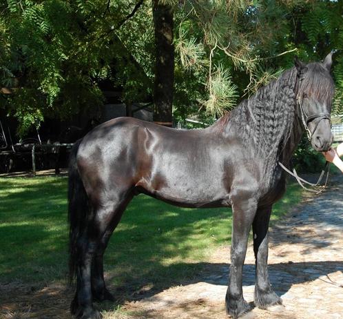 Zoon Maestro te koop, Arabo-Fries, Dieren en Toebehoren, Paarden, Ruin, Niet van toepassing, 165 tot 170 cm, 11 jaar of ouder