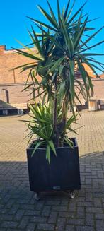 Yuca +planten bak  prijs per stuk, Tuin en Terras, Ophalen, Zo goed als nieuw