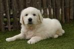 Prachtige Golden retriever pups (ouders aanwezig), Golden retriever, België, CDV (hondenziekte), 8 tot 15 weken