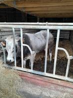 Prachtige Pimontees stier, Dieren en Toebehoren, Mannelijk, 0 tot 2 jaar