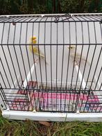 Canari, Animaux & Accessoires, Oiseaux | Canaris