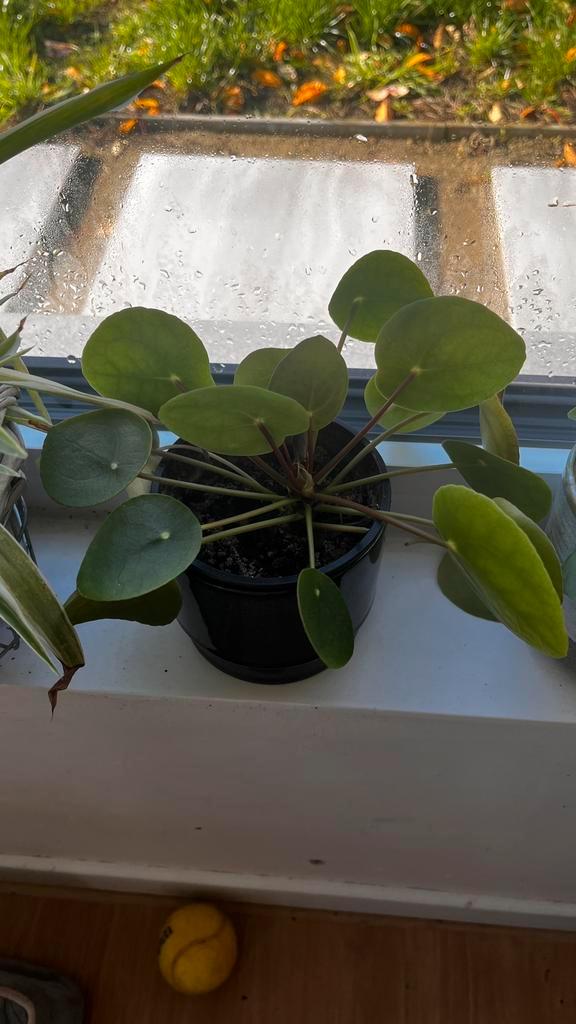 Graslelies of pannenkoenenplanten groot of klein, Huis en Inrichting, Kamerplanten, Ophalen