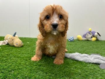 Cavapoo pups beschikbaar voor biedingen