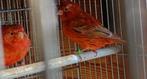 kleurkanarie, Animaux & Accessoires, Oiseaux | Canaris, Mâle, Canari de couleur