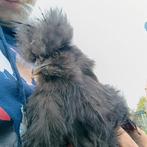 2 USA zijdehoenders te koop, Dieren en Toebehoren, Pluimvee, Mannelijk, Kip