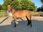 Bruine merrie,Whitney-W, Dieren en Toebehoren, Paarden, Merrie, Springpaard, Gechipt, 3 tot 6 jaar