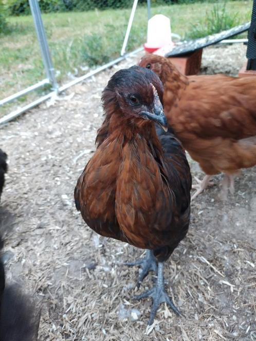 Orpington & Orpington - Rhode island red kuikens, Dieren en Toebehoren, Pluimvee
