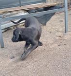 Cane corso pups, België, Fokker | Hobbymatig, CDV (hondenziekte), 8 tot 15 weken