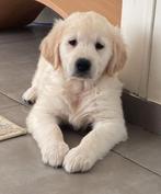Golden retriever pup, Dieren en Toebehoren, Honden | Retrievers, Spaniëls en Waterhonden, Golden retriever, België, Fokker | Hobbymatig