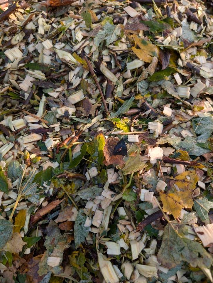 Zaagsel en versnipperd groen van esdoorn – €5, Tuin en Terras, Planten | Struiken en Hagen, Esdoorn, Ophalen