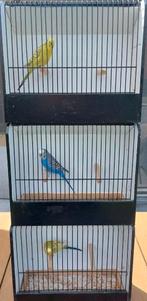 Pallid grasparkieten, Dieren en Toebehoren, Vogels | Parkieten en Papegaaien, Meerdere dieren, Parkiet, Geringd