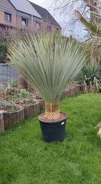 Plante yucca rostrata, Tuin en Terras, Planten | Tuinplanten, Ophalen